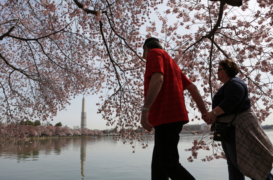 The Washington Monument is reflected as a couple walks hand-in-hand beneath cherry trees along the Tidal Basin in Washington April 8, 2013. The National Cherry Blossom Festival is in full swing, with peak bloom occurring early this week.