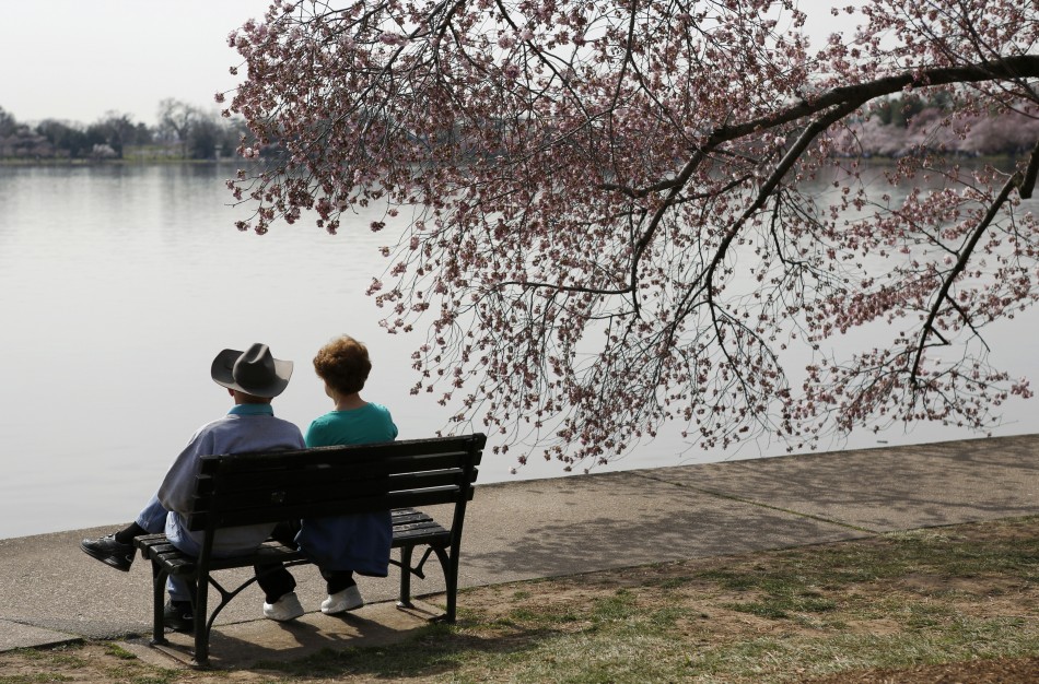 A couple sits beside a cherry tree along the Tidal Basin in Washington April 8, 2013. The National Cherry Blossom Festival is in full swing, with peak bloom occurring early this week.