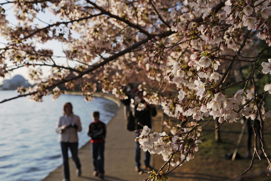 People walk under cherry blossoms along the Tidal Basin in Washington, April 7, 2013. Washingtons celebrated cherry trees, which have been slow to bloom in 2013 due to a colder-than-normal springtime, originated as a gift of friendship from the peop