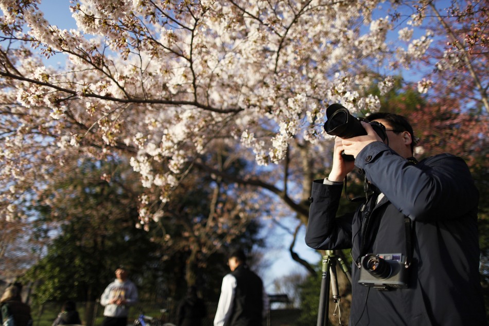 A man takes pictures of cherry blossoms along the Tidal Basin in Washington, April 7, 2013. Washingtons celebrated cherry trees, which have been slow to bloom in 2013 due to a colder-than-normal springtime, originated as a gift of friendship from th