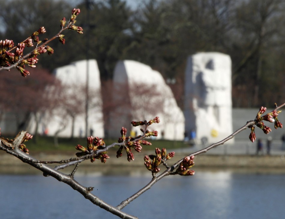 Cherry blossom buds that have yet to bloom are seen around the Tidal Basin in Washington April 5, 2013. Low seasonal temperatures in the Washington area have delayed the annual cherry blossom display that draws tourists into the area in great numbers. The