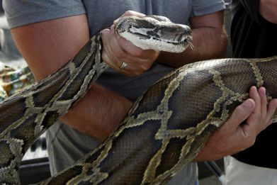 Florida Tour Guide Kills Burmese Python