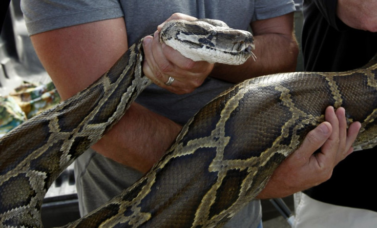 Florida Tour Guide Kills Burmese Python