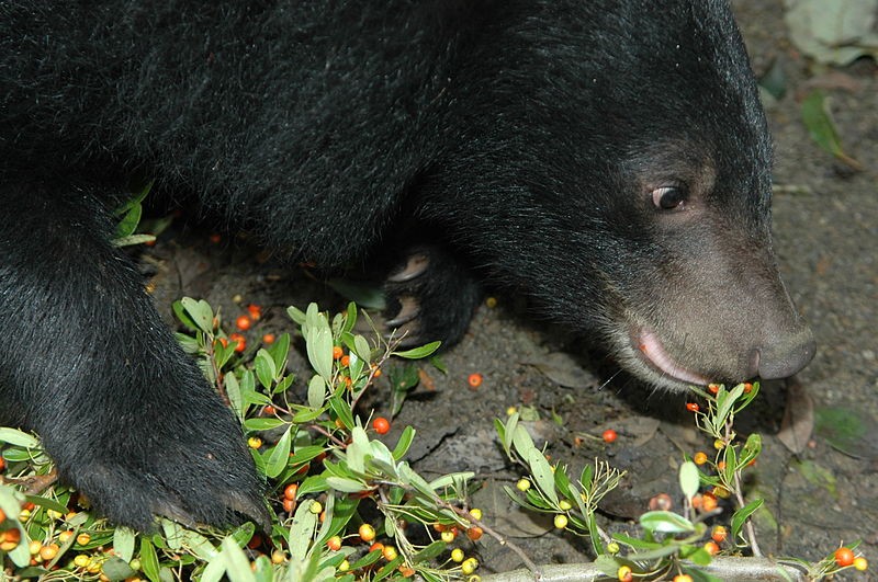 Asiatic Black Bear Asiatic Black Bear