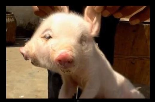 Two-Headed Pig born in China
