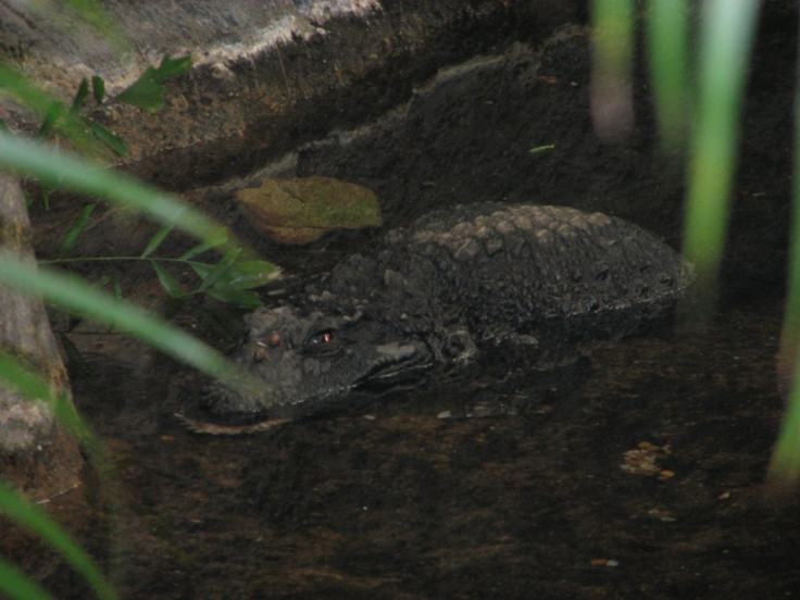 Dwarf Crocodile