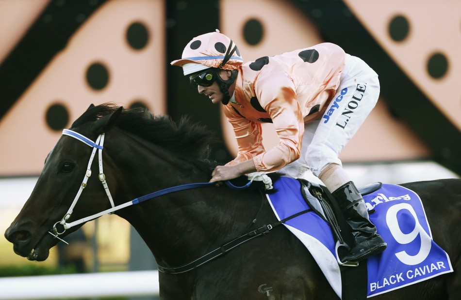 Black Caviar Retired After 25 Consecutive Wins | IBTimes UK