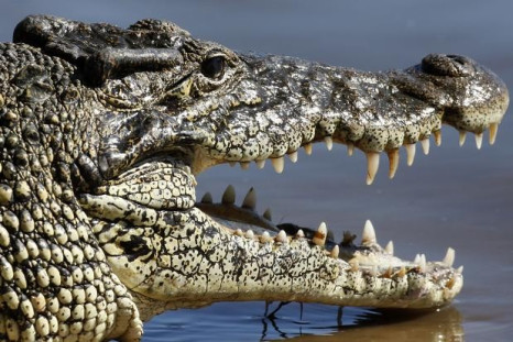 Spanish Crocodile
