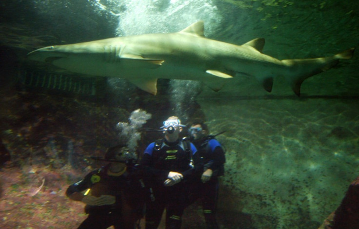 The Grey Nurse shark, thought to have attacked an Australian fisherman, is common off the east coast between central Queensland and southern NSW