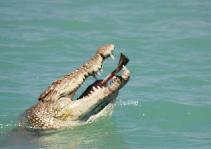 Crocodile