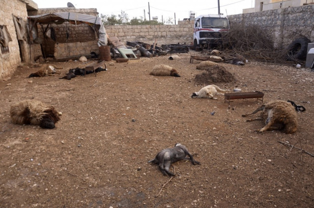Animal carcasses lie on the ground, killed by what residents said was a chemical weapon attack Animal carcasses lie on the ground, killed by what residents said was a chemical weapon attack