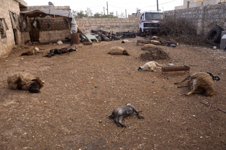 Animal carcasses lie on the ground, killed by what residents said was a chemical weapon attack