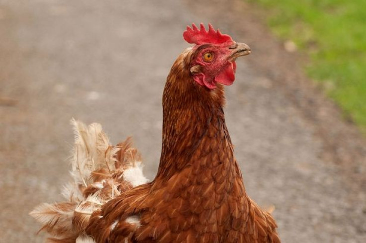 Agatha the Hen