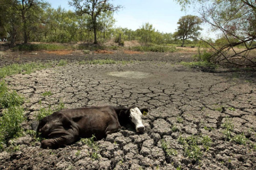 Weather Watch: Cyclone Zane’s Rainfall Still Too Late for Queensland Farmers, Cattle Raizers Affected By Drought Weather Watch: Cyclone Zane’s Rainfall Still Too Late for Queensland Farmers, Cattle Raizers Affected By Drought