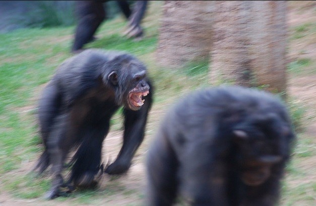 fighting chimps apes wild fight chimp zoo gone goes