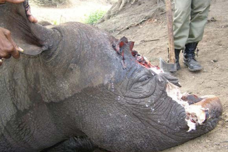 Dead rhino