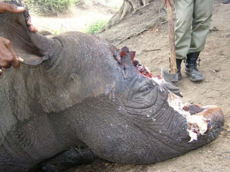 Dead rhino