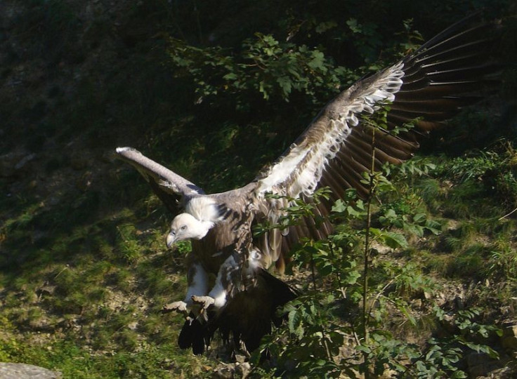 Griffon vultures have eaten the body of a woman in the Pyrenees