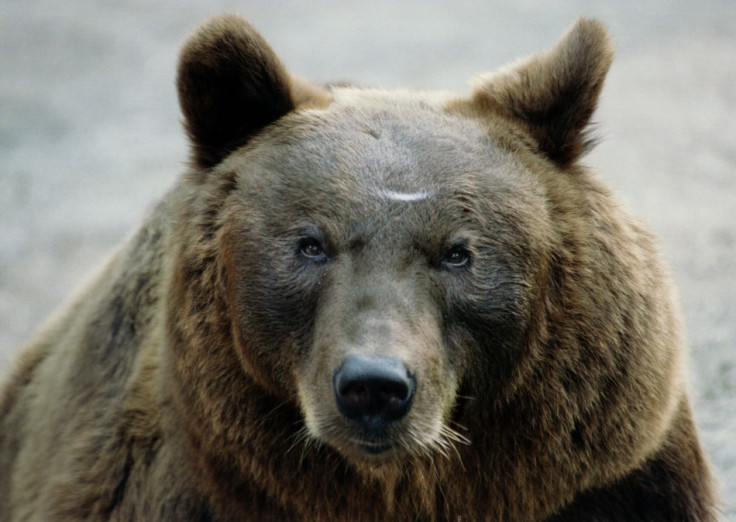 Brown bear