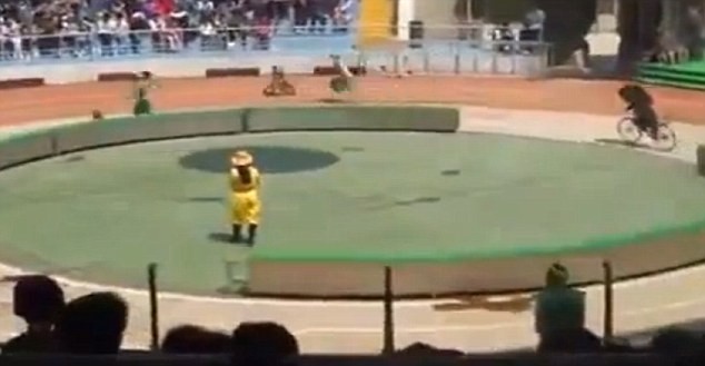 Circus bears