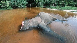 Forest elephant killed by poachers for tusks, Dzanga-Ndoki National Park Forest elephant killed by poachers for tusks, Dzanga-Ndoki National Park
