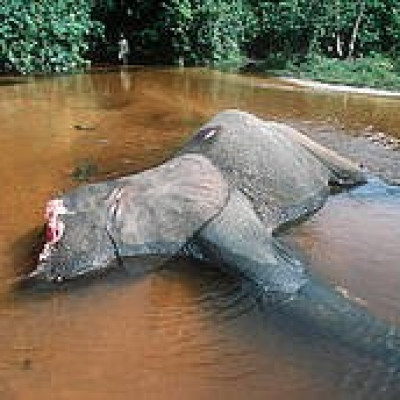 Forest elephant killed by poachers for tusks, Dzanga-Ndoki National Park