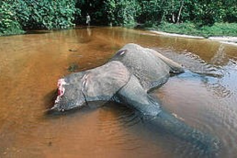 Forest elephant killed by poachers for tusks, Dzanga-Ndoki National Park