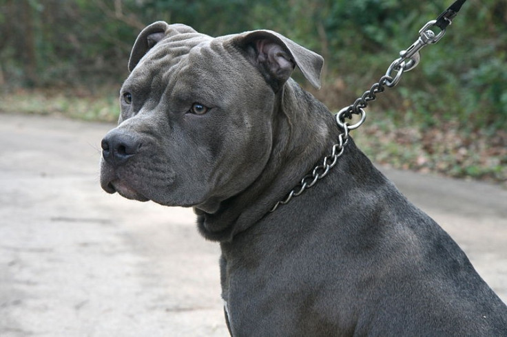 Pit bull