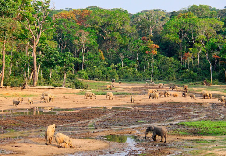 Elephants