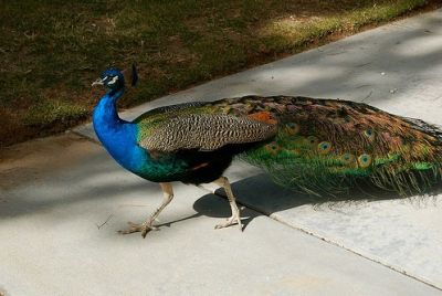 Peacock