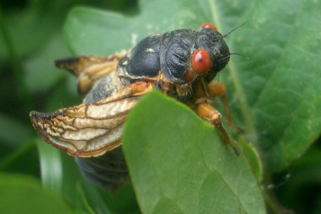 Cicada