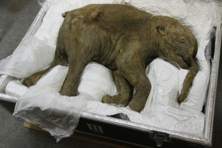 The carcass of a well-preserved baby mammoth, named Lyuba, is seen during a media preview in Hong Kong, 2012 (Reuters)