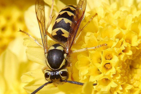 Wasp
