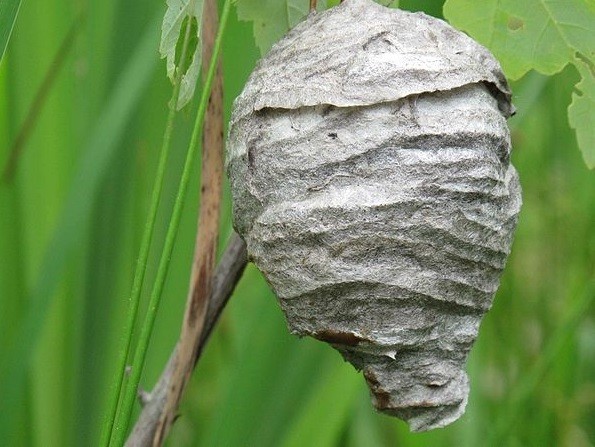 Stung By The Hornet S Nest Hasse Sex With Insects Tale A Hoax