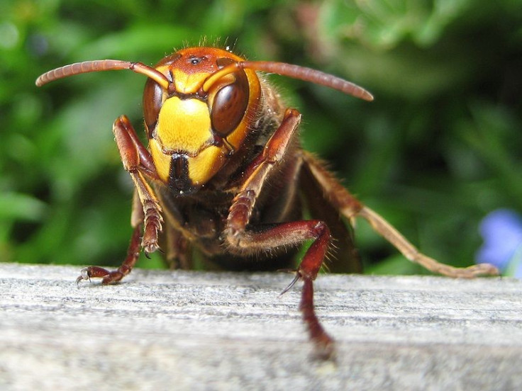 European hornet