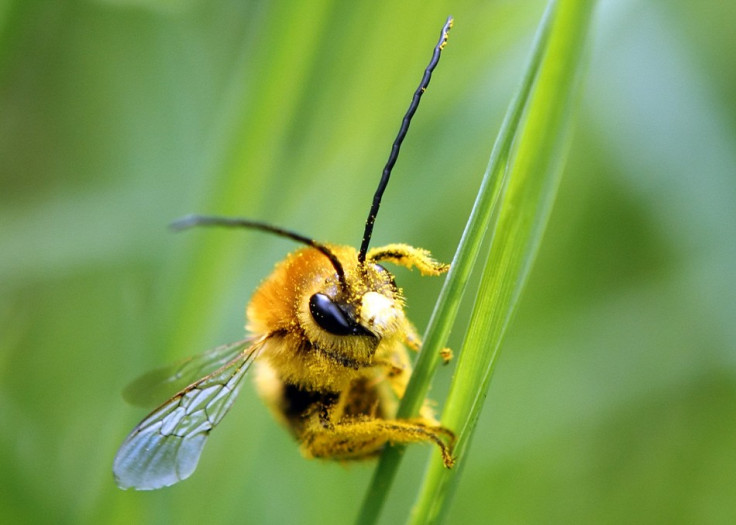The humble honeybee is touted as the secret weapon in the search for unexploded landmines