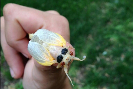 Cicadas are light coloured when they come out of the ground and gradually get darker (Andrew Barrett/Twitter)