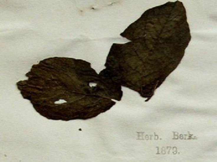 Potato leaf from famine era at Kew Botanical Gardens