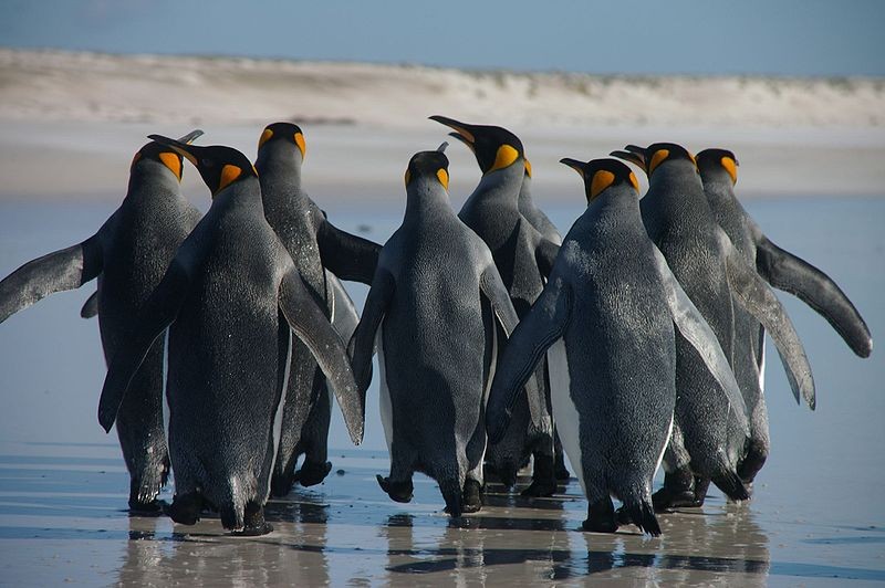 Why Can’t Penguins Fly? Guillemots Have The Answer 