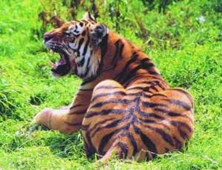 Tiger Cumbria
