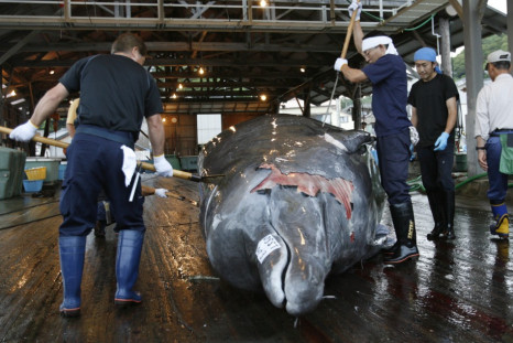 Japan whaling