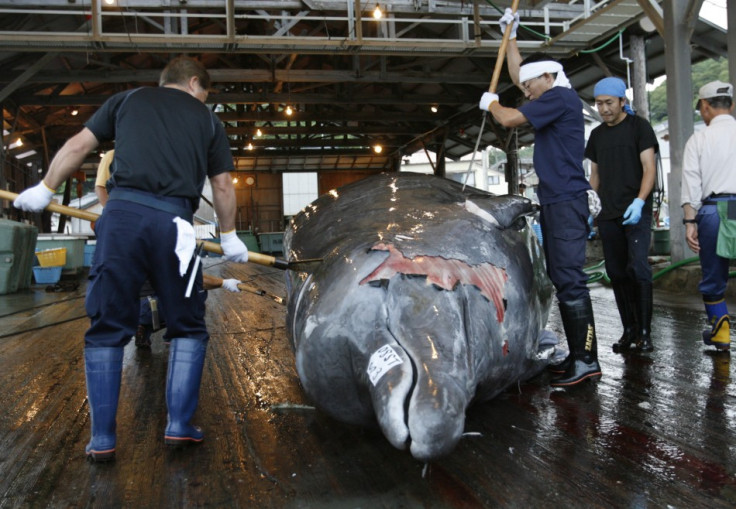 Japan whaling