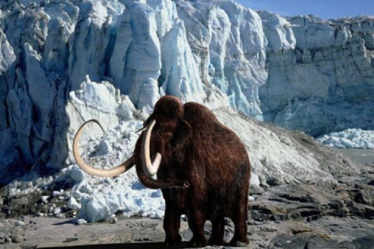 Woolly mammoth in icy wastes