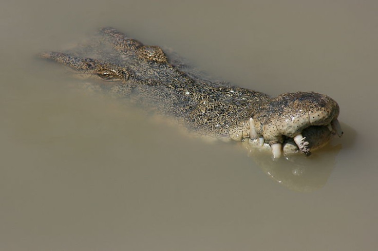 Saltwater crocodile