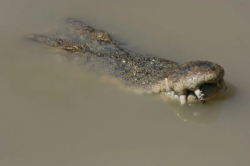 Teenage boy ripped apart, beheaded by crocodile in brutal attack - Vimarsana News