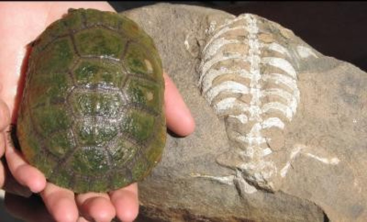 A living South African sideneck turtle (Pelusios niger) next to its 260 million year old relative, Eunotosaurus africanus.