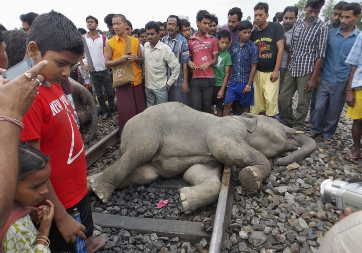 Elephants Killed as Train Runs Over Them
