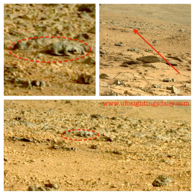 Is the Mars Rat a Hoax or a Piece of Wishful Thinking? [Image Courtesy: UFO Sightings Daily]