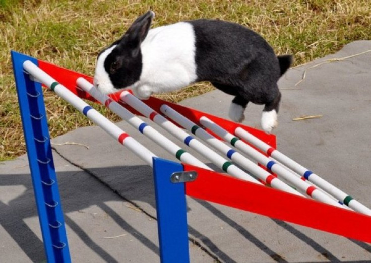 Doing the bunny hop. Rabbit showjumping is becoming an increasingly popular sport in Europe. (Rabbit Jumping UK)