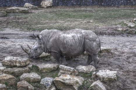 Rhino